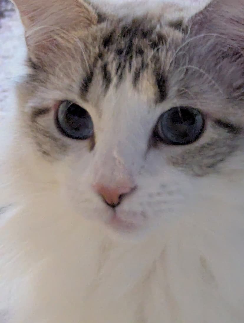 Khaleesi, a ragdoll cat who has never had a thought go through her head at any point in time.